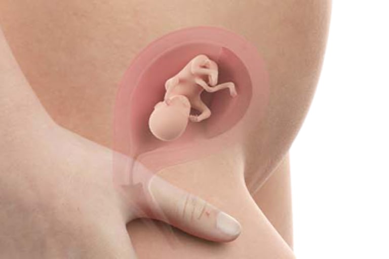 15 weeks pregnant