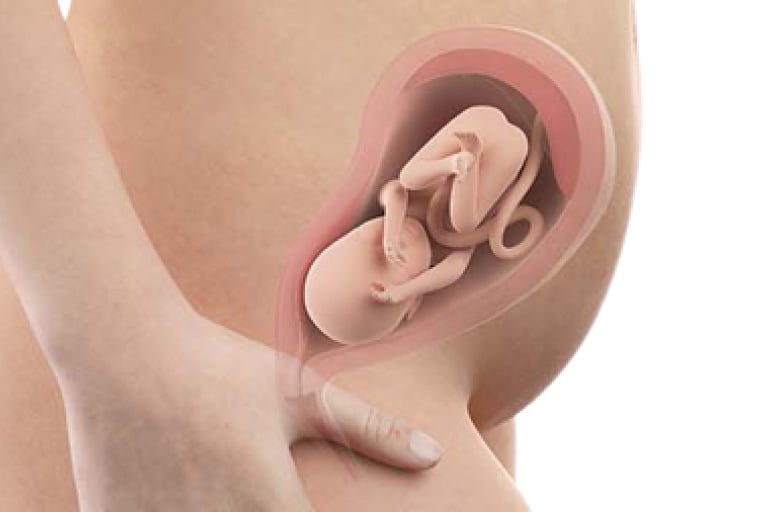 24 weeks pregnant